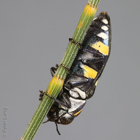 Diphucrania duodecimmaculata, PL3774A, female, on Allocasuarina verticillata, SL, 11.5 × 4.5 mm
